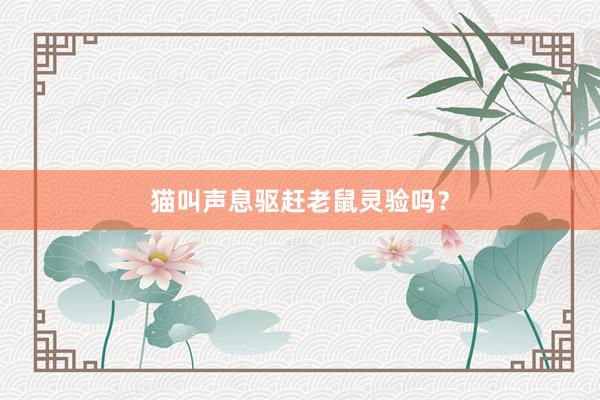 猫叫声息驱赶老鼠灵验吗?